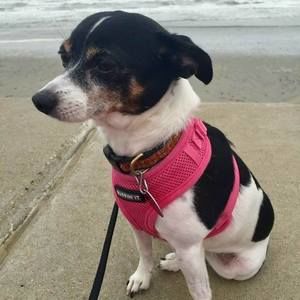 Meet your Posher, Tricia